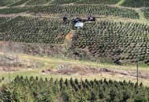 High-tech pěstování smrku: drony a umělá inteligence znamenají revoluci v tomto odvětví