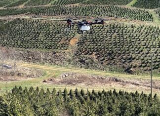 Pertanian Pohon Natal Berteknologi Tinggi: Drone dan AI Merevolusi Industri